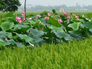 11218986_1436115266716176_3292497863131174358_n